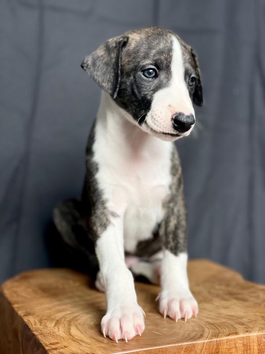 Chart angielski Whippet szczenie