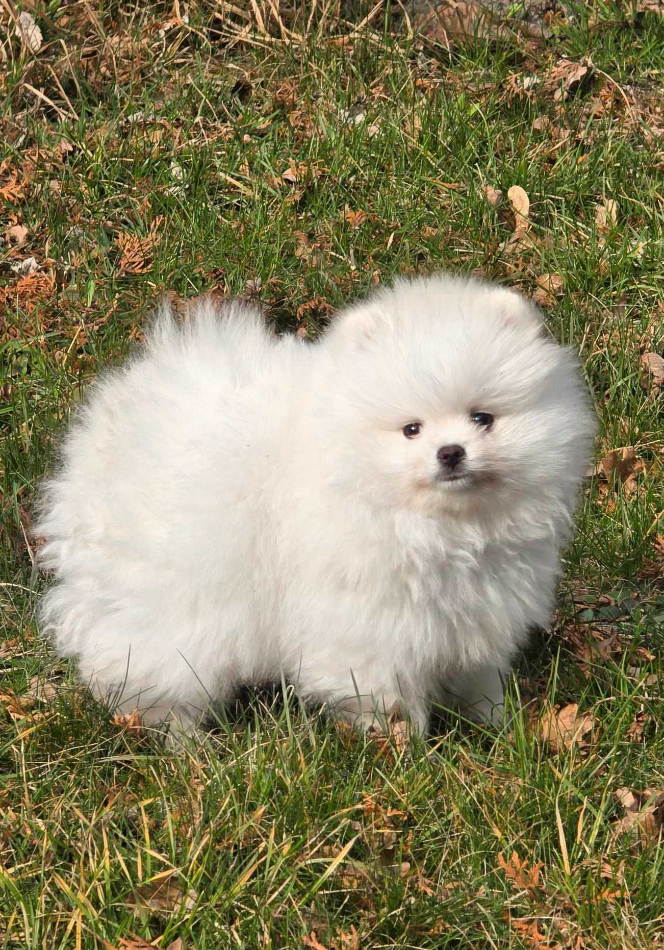 Pomeranian szpic miniaturowy ZKwP/FCI