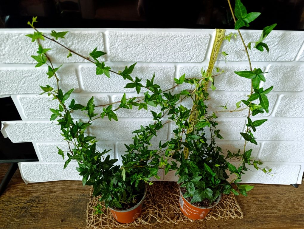 Хедера ( плющ кімнатний) "Shamrock