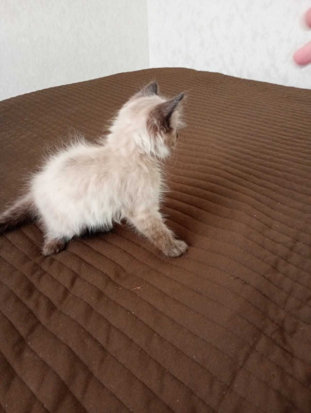 Отдам котят в хорошие руки.