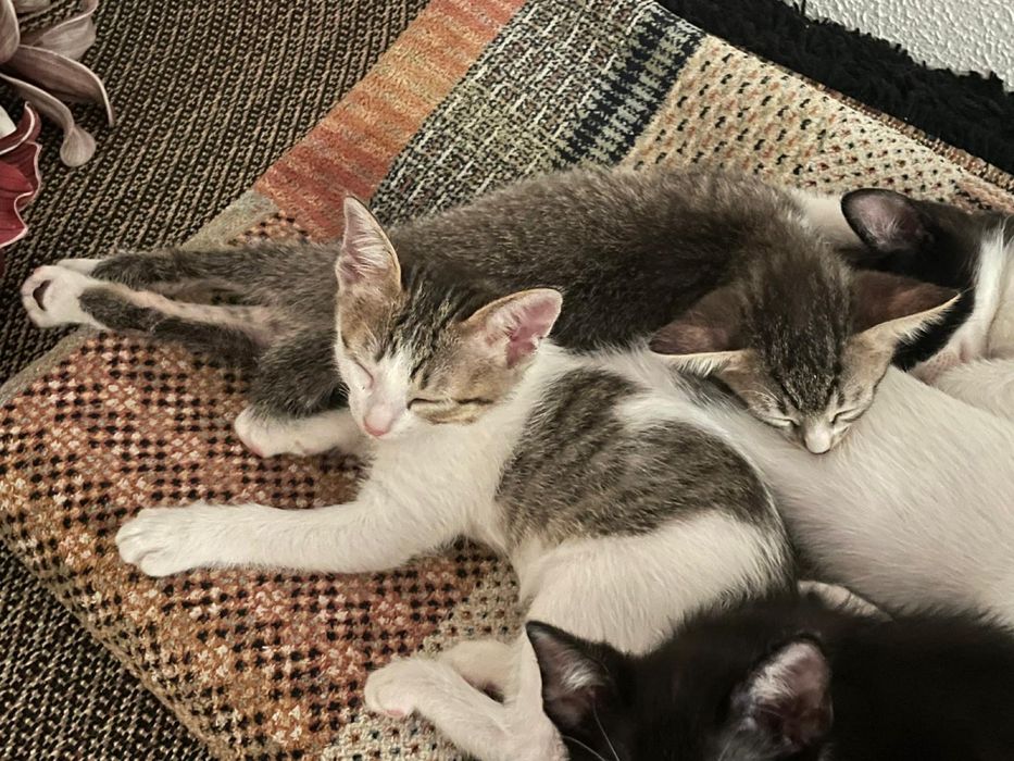 Gatos bebés para adoção responsável