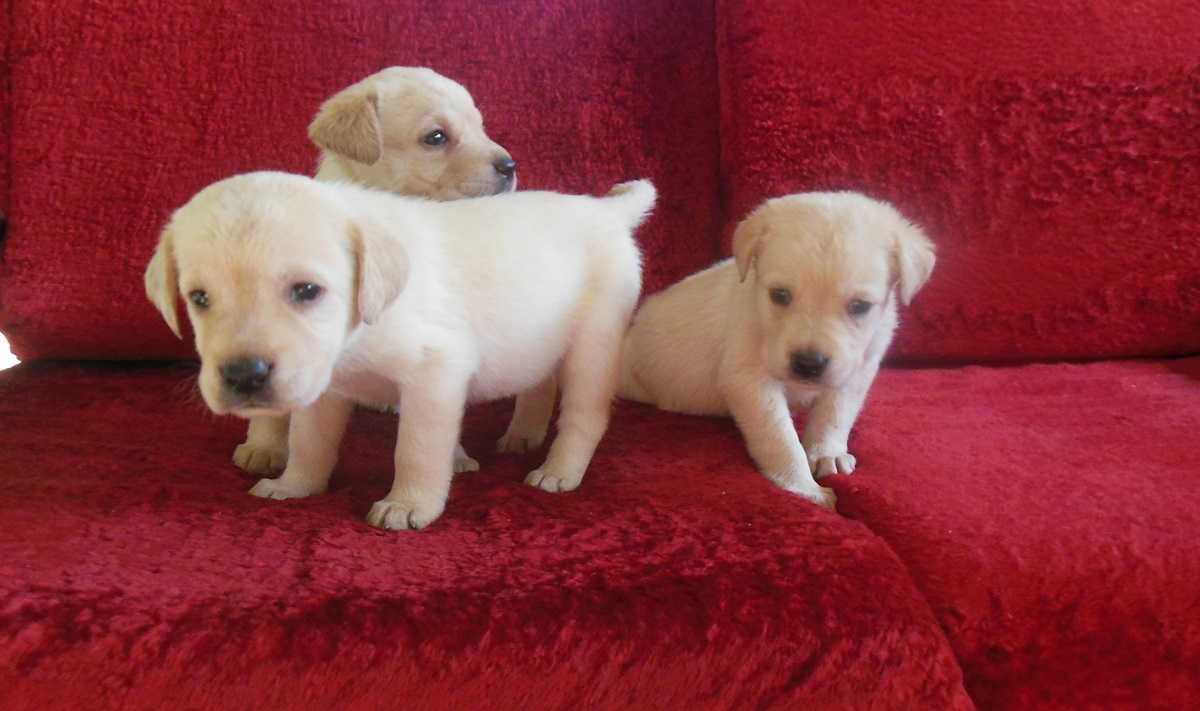 Labrador Retriever szczenię