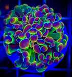 Euphylia Paraancora Hologram ULTRA koralowiec akwarium morskie