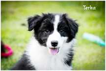 Border Collie FCI ZKwP