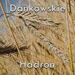 Żyto populacyjne Hardon Dańkowskie