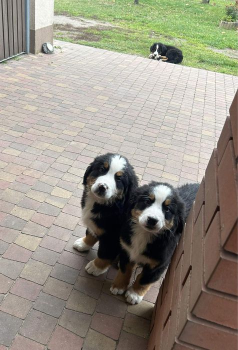 Bernenski pies pasterski