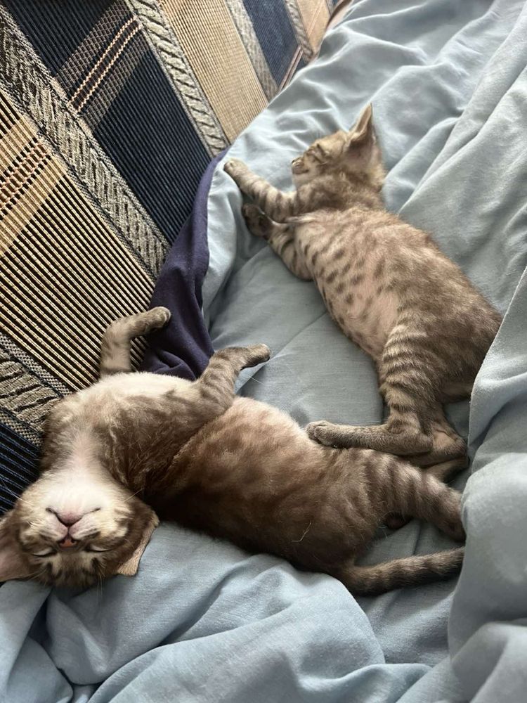 Віддам кошенят котят у добрі рукі