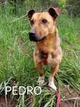 PEDRO mały młody piesek szuka domu