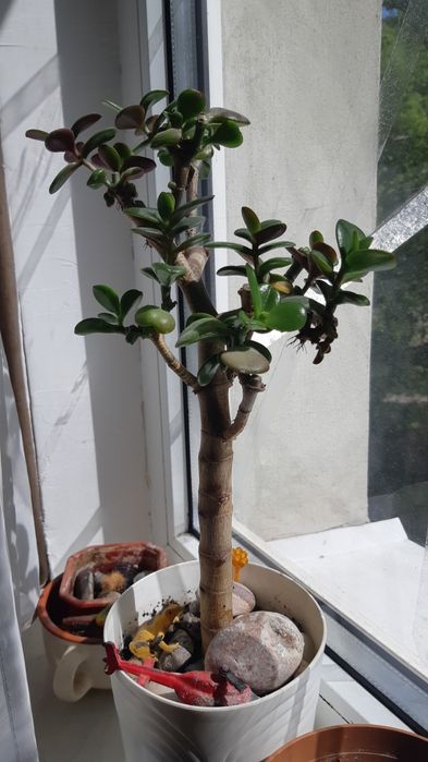 Денежное дерево толстянка красула росточки