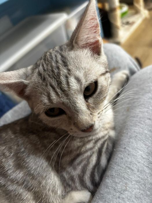 Łajbus żywe srebro chce pobiec do domu-kot do adopcji