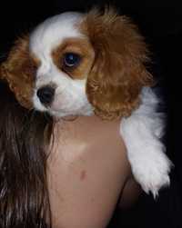 Cavalier king spaniel OSTATNI