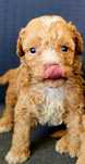Caniche Poodle Macho Anão