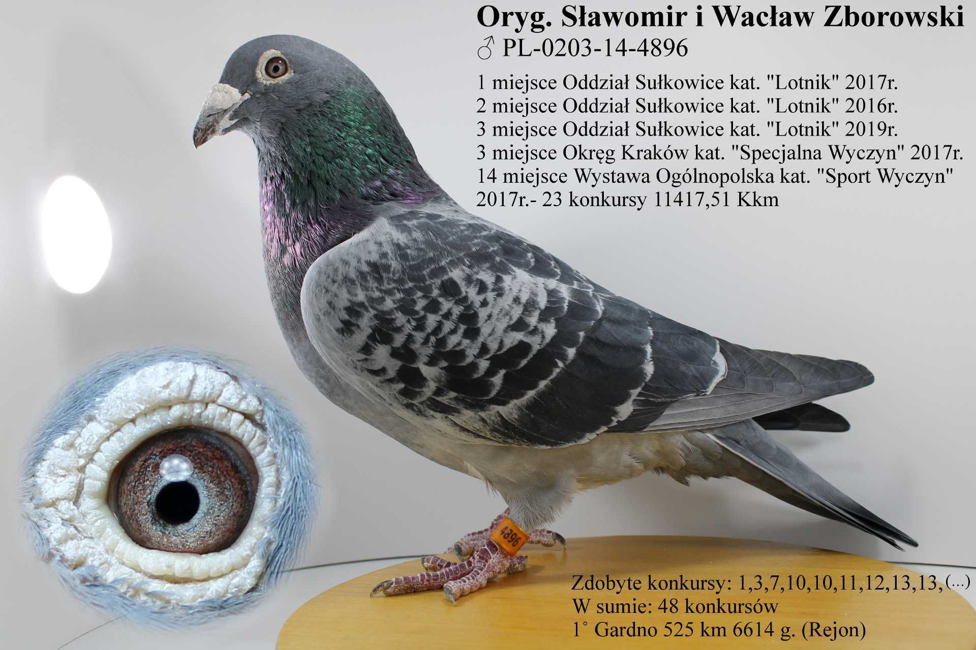 Gołębie pocztowe Młode 2025r.- S&W Zborowscy !! 59x Mistrz,V-ce