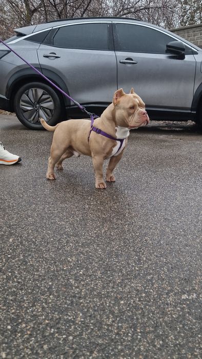 Открыт для вязки кобель Американский Булли. Документы АБКС