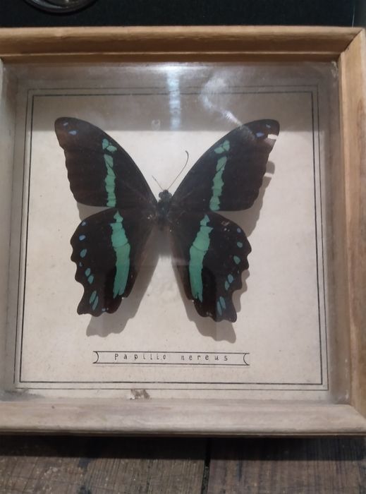 Метелик колекційний
