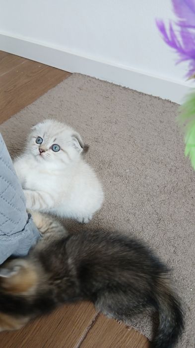 Macho Scottish Fold.