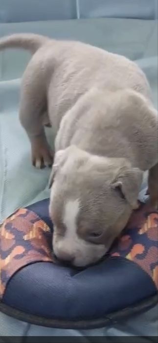 Американський Буллі