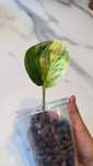 Epipremnum Manjula Apple Marble Apple