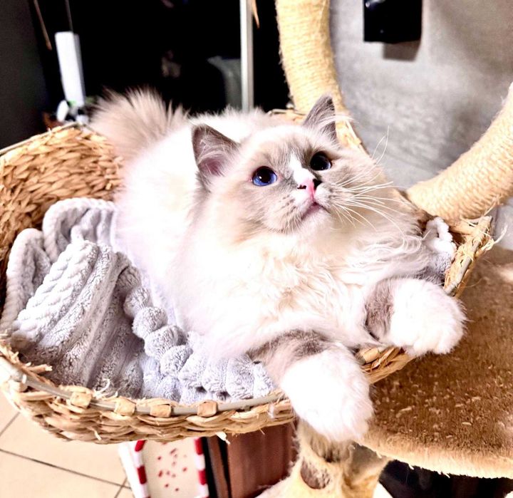 Kot kocurek Ragdoll Na kolanka Legalna hodowla FELV FIFE /  FPL