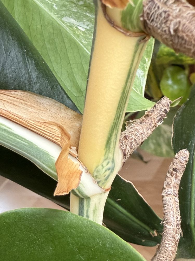 Monstera variegata