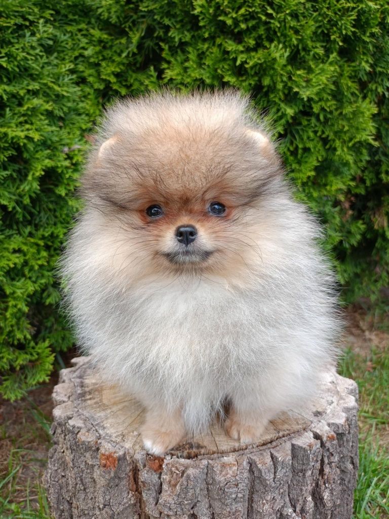 Pomeranian suczka