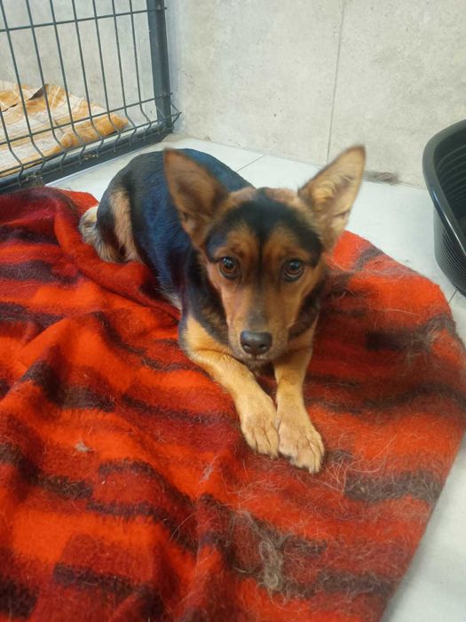 Szczeniaki do adopcji