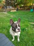 Buldog francuski