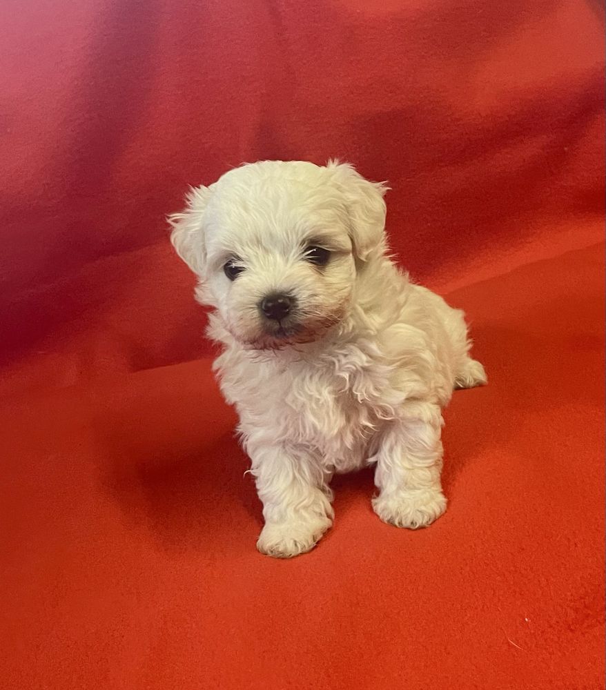 Bichon Maltês Maravilhoso