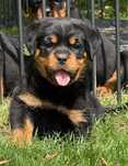 Rottweiler, szczeniak, piesek, ZKwP
