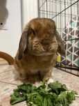 Królik mini lop rudo brązowy
