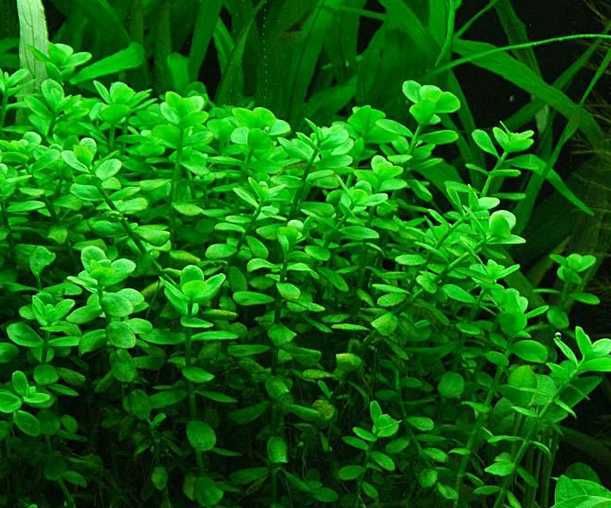 Rośliny do akwarium akwariowe - Bacopa monnieri