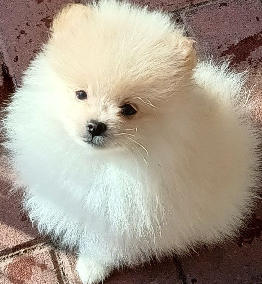 Szpic miniaturowy pomeranian szuczka