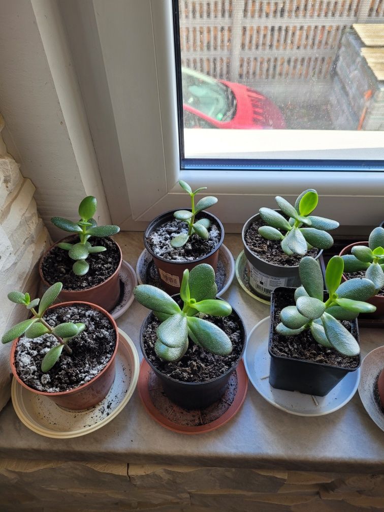 Kwiat Drzewko szczęścia grubosz, aloes