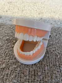 Modelo arcada dentária - frasaco