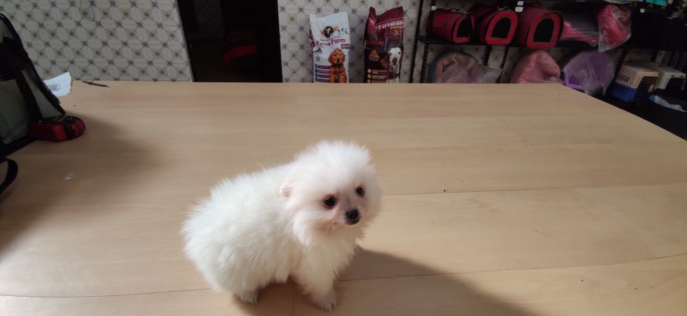 Spitz alemão anão  Lulu da Pomerânia