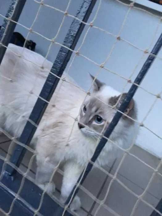 Siatka dla kota osiatkowanie balkonu przeciwko ptakom