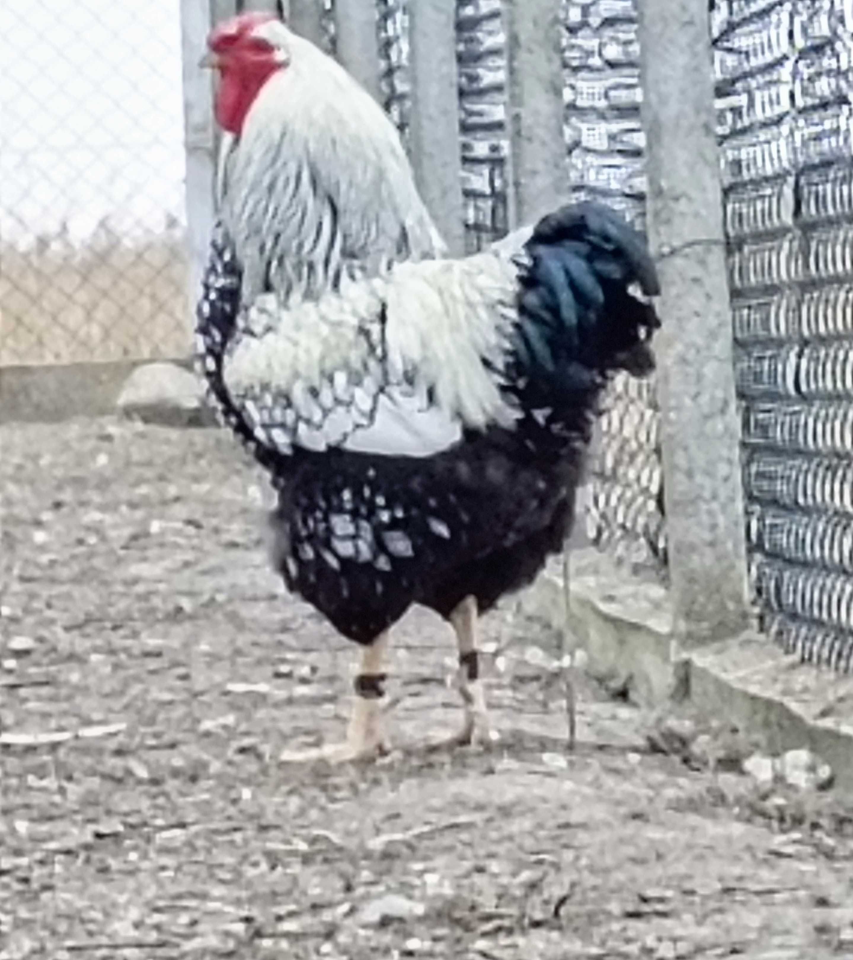 Sprzedam jaja lęgowe kur wyandotte