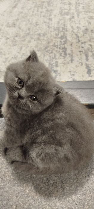 Продам Скоттош-страйт