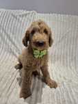 Goldendoodle f1 standard Duży