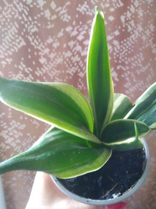 Комнатный цветок, сансерверия