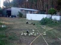 Patos mudos  bebés