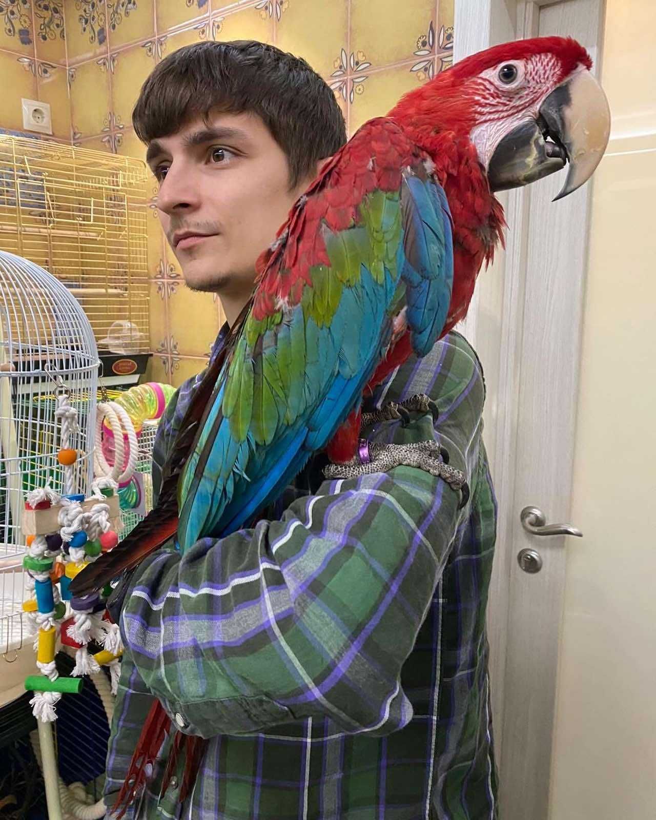 Красный попугай - ара зеленокрылый 3,5 месяца. Ручной