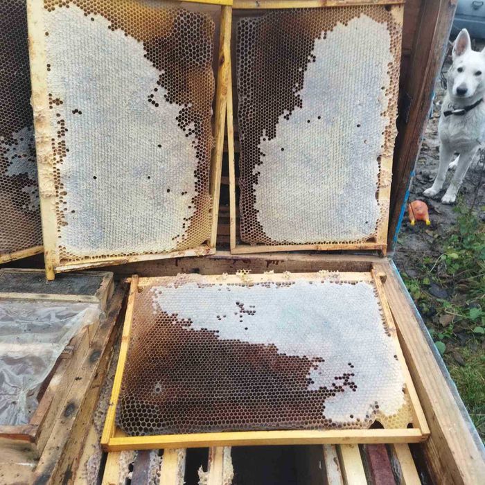 Мед в сотах.стільники