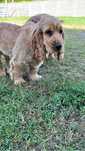 Szczeniaczek Cocker Spaniel Alergik