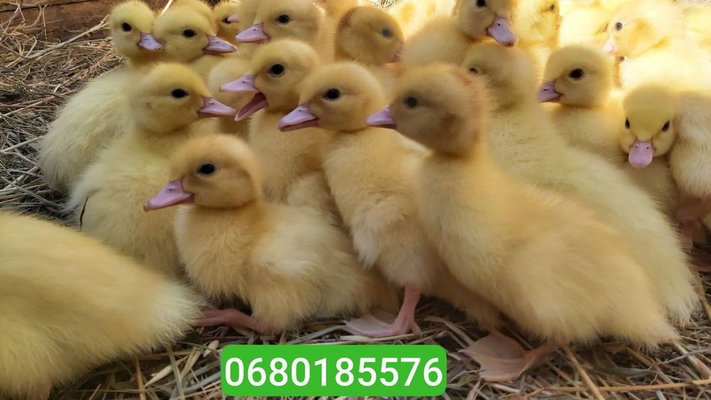 Мускусні Індокаченята шипуни , білі німецької лінії