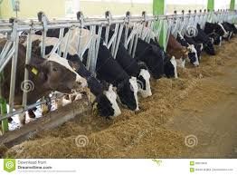 Melasa buraczana drink Tofi