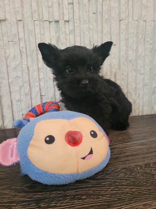 Yorkshire Terrier szczeniak
