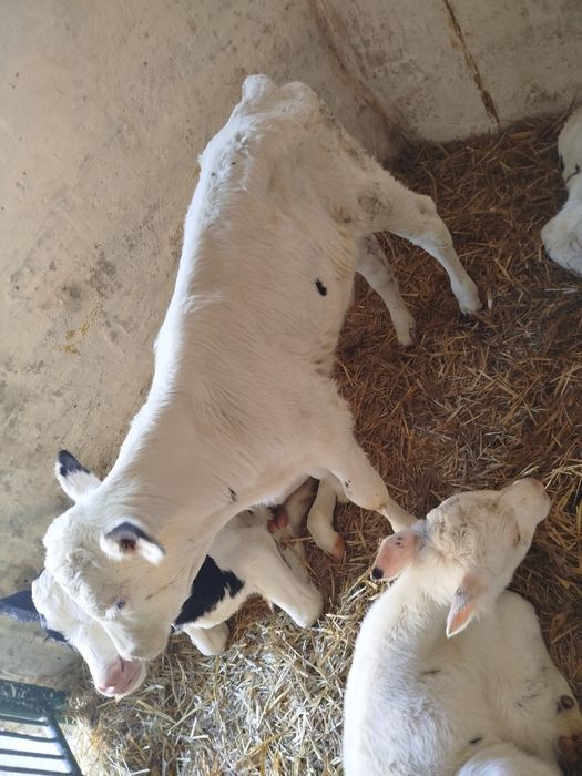 2 jałówki i byczek   2-3 tygodnie zdrowe bez biegunek