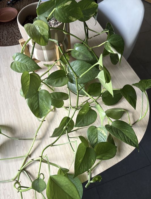 Wpipremnum złociste długie pnącza