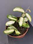 Hoya Verticillata variegata Hoja